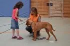 Hundetraining_4