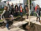 Baum 7