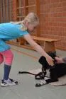Hundetraining_5