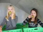 Schulfrucht_5